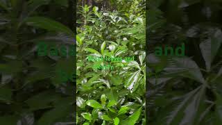 Basak leaves in forest super green and pleasant herbal green nature yt [upl. by Maryn]