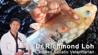 Treating Koi Pond parasites Costia flukes fish scratching themselves and developing ulcers [upl. by Savvas586]