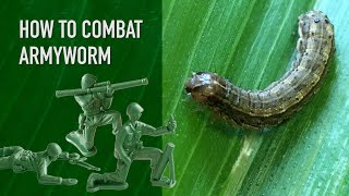 How To Combat Armyworm in Your Lawn [upl. by Enomes]