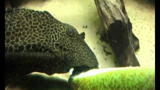 Profile Sailfin Pleco Glyptoperichthys gibbiceps [upl. by Tracee281]