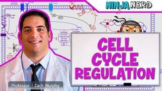 Cell Biology  Cell Cycle Regulation [upl. by Nilcaj683]