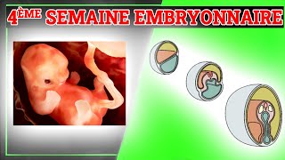 4ème Semaine du Développement Embryonnaire  Embryologie Humaine [upl. by Nannahs]