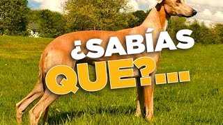 20 CURIOSIDADES SOBRE LOS GALGOS [upl. by Giliana]