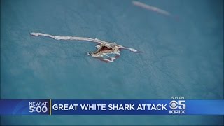 Great White Shark Attacks Fishing Boat Off Santa Cruz Coast [upl. by Lagiba]