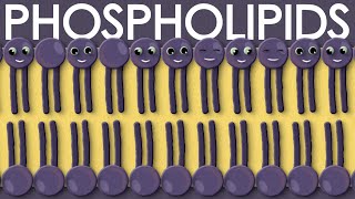 Phospholipids types structure and function [upl. by Gerhardine]