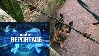 Reportage Hundequäler [upl. by Farlee]