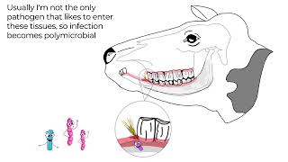 Actinomyces bovis Lumpy Jaw in cattle [upl. by Victorine744]