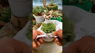 Useful tips for succulents 🪴 다육이들 plants succulent suculentas [upl. by Etiuqal]