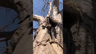 Hadzabe Tribe Climbing the Mighty Baobab Tree A Glimpse into Tradition HadzabeTribe BaobabTree [upl. by Ikim525]