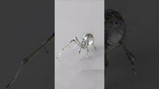 Karakurt🕷 spider White Diamond AnimalsHD 2024 spiderman shorts shortvideo shortsfeed spider [upl. by Addiego]