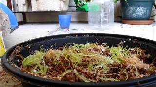 DPlants Greenhouse  How to Grow and Care for Sphagnum Moss [upl. by Karlotte]