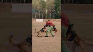 NSG K9s in Action at AIPCC 2023  Belgian Malinois [upl. by Ennovyhs252]