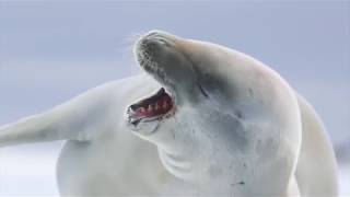 Ventures by Seabourn Antarctica [upl. by Goer]