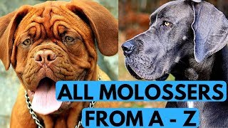 All Molosser Dog Breeds List from A to Z [upl. by Sarge393]