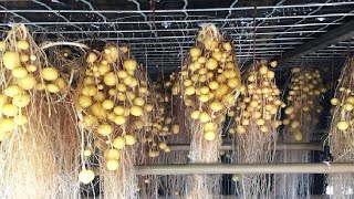 Aeroponics Potato Farming  Potato Chip Process Factory  Modern Potato Agriculture Technology [upl. by Secundas575]