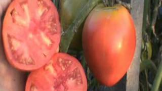 Anna Russian Oxheart Heirloom Tomato Variety [upl. by Holms]