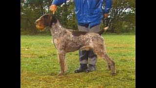 German Wirehaired Pointer  Drahthaar [upl. by Parsaye]