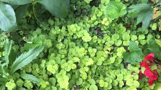 Plant review Creeping Jenny aka Lysimachia for Solution Gardening [upl. by Oicnevuj]