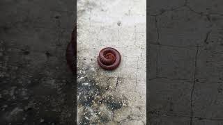 Millipede millipede shortvideo nature original creepycrawlers [upl. by White]