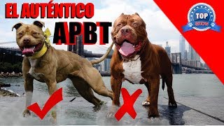 AMERICAN PITBULL TERRIER ó quotMestizo Tipo Bullquot [upl. by Ocihc]