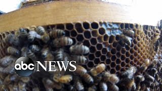 Killer Bees Swarm California Town [upl. by Darrelle]