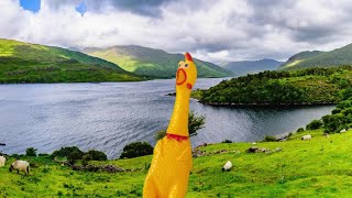 Les Croustichats  Les poules du Connemara [upl. by Sotsirhc145]