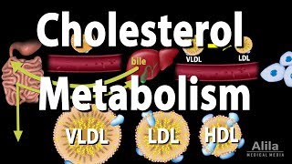 Cholesterol Metabolism LDL HDL and other Lipoproteins Animation [upl. by Nylekcaj723]