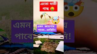 এতো দামী গাছ এমন জায়গায় পেলাম🤯🤑planthuntflowerplants freehibiscusplantsforbeginnersgardening [upl. by Onej]