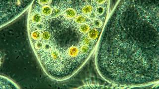 Paramecium Internal Detail 800X Amazing Microscopic HD Video [upl. by Stranger]