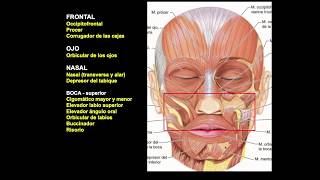 músculos faciales [upl. by Worra85]