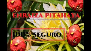 🔥 como ENRAIZAR ESQUEJES DE PITAHAYA 🔥 [upl. by Ahsilla]