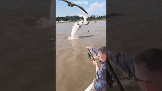 KACAU STRIKE IKAN BESAR MALAH DISAMBER BURUNG ELANG RAKSASA fishing eagles amazing [upl. by Odrude]