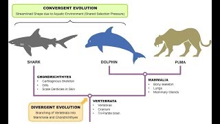 Convergent Evolution [upl. by Hanae]