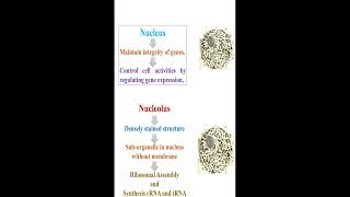 Nucleus vs Nucleolus geneticteacher [upl. by Charmane]