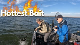 HOT Winter Deadstick Hybrid BassWiper Fishing [upl. by Allerym]