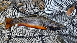 PRETTIEST BROOKE TROUT EVER  Utah creek fishing [upl. by Rawdin]