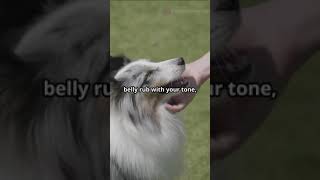 How to Attract More Dogs to You 🐶 facts dog doglover dogeducation cute dogvideos [upl. by Bartolome558]