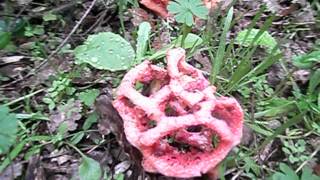 La gita de bruixa Clathrus ruber  Boletscom [upl. by Kaltman238]