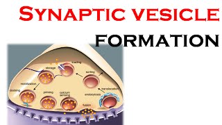 Synaptic vesicle formation [upl. by Melessa]