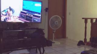 My dogs reaction to quotGerman shepherd howling with wolves from Zootopiaquot [upl. by Nylednarb653]