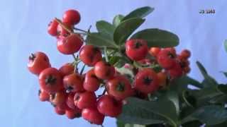 Pyracantha coccinea Cogollos de flores floración formación frutos y maduración JG 2015 [upl. by Ttocs]