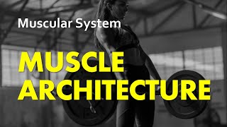 Muscle Architecture  Muscular System 15  Anatomy amp Physiology [upl. by Parsifal]