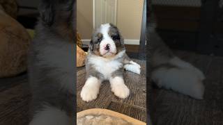 Beautiful Bernedoodle Puppies puppy puppies bernedoodle dog dogs funnyvideo life shorts [upl. by Crellen203]