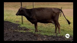 Hipocalcemia en los bovinos aprenda cómo prevenir y controlar esta enfermedad  La Finca de Hoy [upl. by Halak]