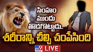 LIVE  సింహం ముందు తొడగొట్టాడు శరీరాన్ని చీల్చి చంపేసింది  TV9 [upl. by Strong]