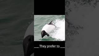 Fun Fact Friday Commersons Dolphins [upl. by Sigfrid]