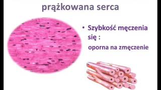 Tkanka mięśniowa [upl. by Carew]