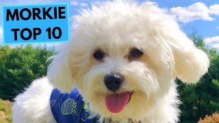 Morkie  Yorketese  TOP 10 Interesting Facts [upl. by Ottie]