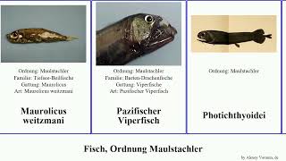 Fisch Ordnung Maulstachler fish niger Zachariah Leuchtfische Hickman sloani TiefseeBeilfische [upl. by Lyn]