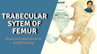 TRABECULAR SYSTEM OF FEMUR STRUCTURAL ADAPTATIONS TO WEIGHT BEARING [upl. by Ytsirk]